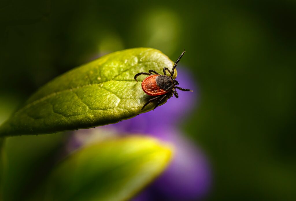 flea on a pedal of a bush