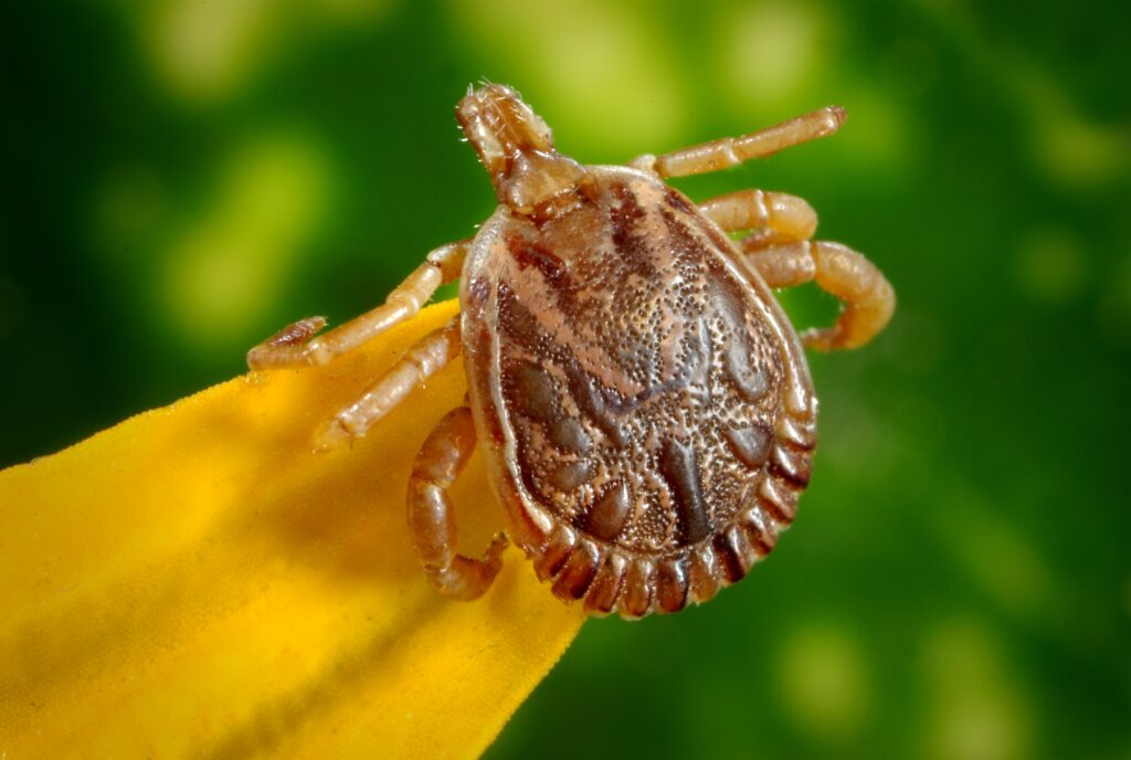 tick on a flower