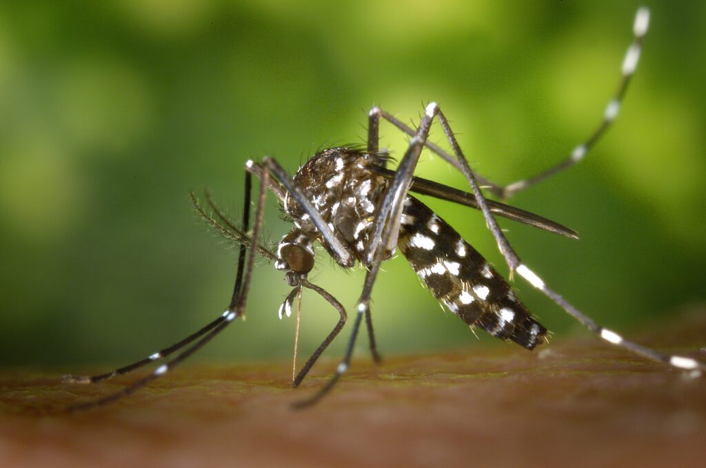 mosquito sucking blood